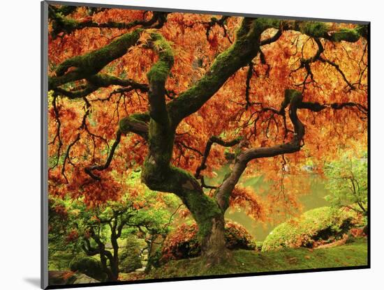 Japanese Maple in Full Fall Color, Portland Japanese Garden, Portland, Oregon, USA-Michel Hersen-Mounted Photographic Print