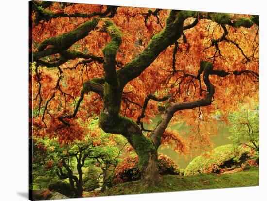 Japanese Maple in Full Fall Color, Portland Japanese Garden, Portland, Oregon, USA-Michel Hersen-Stretched Canvas