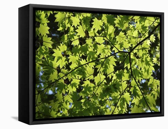 Japanese Maple in Summer Colours, Kussharo Caldera Lake, Akan National Park, Hokkaido, Japan-Tony Waltham-Framed Stretched Canvas