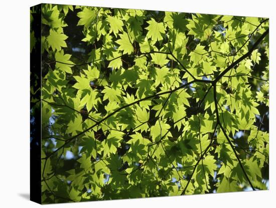 Japanese Maple in Summer Colours, Kussharo Caldera Lake, Akan National Park, Hokkaido, Japan-Tony Waltham-Stretched Canvas
