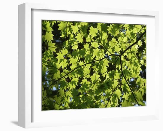 Japanese Maple in Summer Colours, Kussharo Caldera Lake, Akan National Park, Hokkaido, Japan-Tony Waltham-Framed Photographic Print