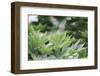 Japanese maple in the botanical garden in Bielefeld in summer,-Nadja Jacke-Framed Photographic Print