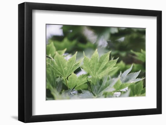 Japanese maple in the botanical garden in Bielefeld in summer,-Nadja Jacke-Framed Photographic Print