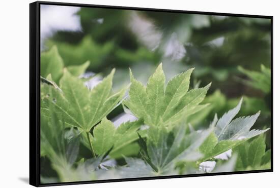 Japanese maple in the botanical garden in Bielefeld in summer,-Nadja Jacke-Framed Stretched Canvas