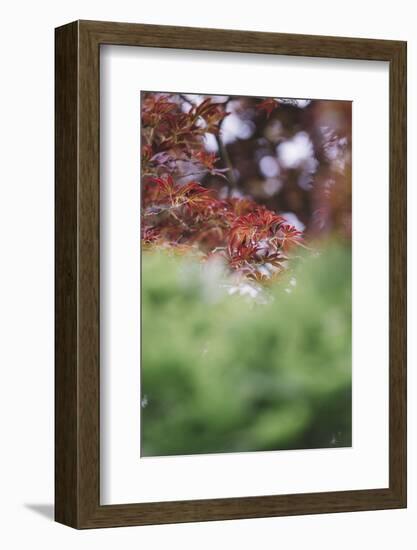 Japanese maple in the botanical garden in Bielefeld in summer,-Nadja Jacke-Framed Photographic Print