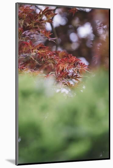 Japanese maple in the botanical garden in Bielefeld in summer,-Nadja Jacke-Mounted Photographic Print