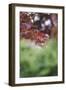 Japanese maple in the botanical garden in Bielefeld in summer,-Nadja Jacke-Framed Photographic Print