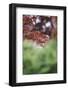 Japanese maple in the botanical garden in Bielefeld in summer,-Nadja Jacke-Framed Photographic Print