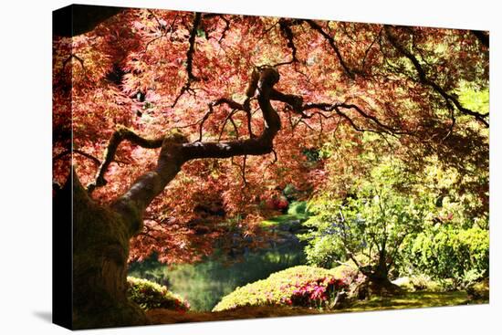Japanese Maple in the Japanese Gardens in Portland, Oregon-pdb1-Stretched Canvas