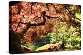 Japanese Maple in the Japanese Gardens in Portland, Oregon-pdb1-Stretched Canvas