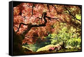 Japanese Maple in the Japanese Gardens in Portland, Oregon-pdb1-Framed Stretched Canvas