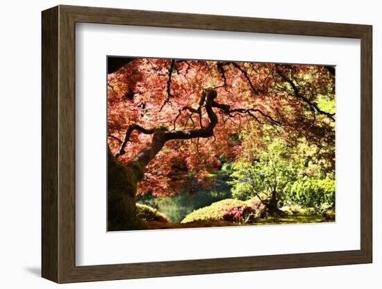 Japanese Maple in the Japanese Gardens in Portland, Oregon-pdb1-Framed Photographic Print