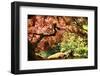 Japanese Maple in the Japanese Gardens in Portland, Oregon-pdb1-Framed Photographic Print