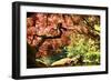 Japanese Maple in the Japanese Gardens in Portland, Oregon-pdb1-Framed Photographic Print