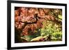 Japanese Maple in the Japanese Gardens in Portland, Oregon-pdb1-Framed Photographic Print