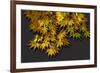 Japanese maple leaf in autumn, New England-Jim Engelbrecht-Framed Photographic Print