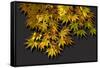 Japanese maple leaf in autumn, New England-Jim Engelbrecht-Framed Stretched Canvas