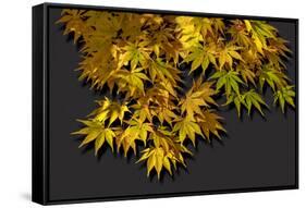 Japanese maple leaf in autumn, New England-Jim Engelbrecht-Framed Stretched Canvas