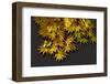 Japanese maple leaf in autumn, New England-Jim Engelbrecht-Framed Photographic Print
