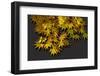 Japanese maple leaf in autumn, New England-Jim Engelbrecht-Framed Photographic Print