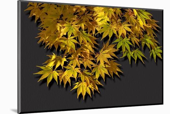 Japanese maple leaf in autumn, New England-Jim Engelbrecht-Mounted Photographic Print
