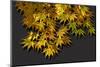 Japanese maple leaf in autumn, New England-Jim Engelbrecht-Mounted Photographic Print