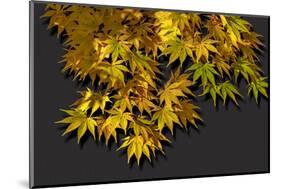 Japanese maple leaf in autumn, New England-Jim Engelbrecht-Mounted Photographic Print