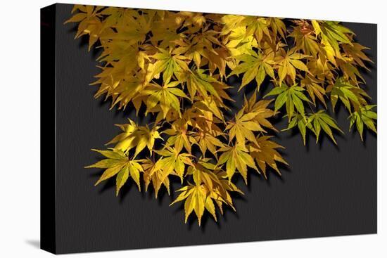 Japanese maple leaf in autumn, New England-Jim Engelbrecht-Stretched Canvas