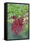 Japanese Maple Leaves Autumn-null-Framed Stretched Canvas