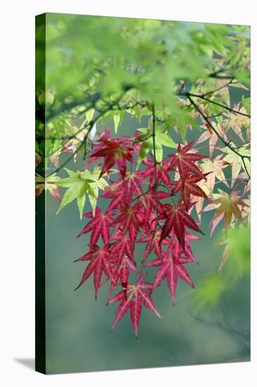 Japanese Maple Leaves Autumn-null-Stretched Canvas