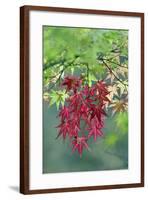 Japanese Maple Leaves Autumn-null-Framed Photographic Print