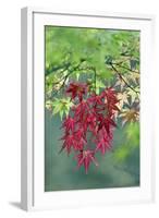 Japanese Maple Leaves Autumn-null-Framed Photographic Print