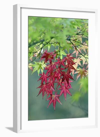 Japanese Maple Leaves Autumn-null-Framed Photographic Print