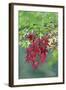 Japanese Maple Leaves Autumn-null-Framed Photographic Print