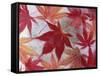 Japanese Maple Leaves Frozen in Water, Sammamish, Washington, USA-Darrell Gulin-Framed Stretched Canvas