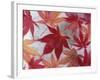 Japanese Maple Leaves Frozen in Water, Sammamish, Washington, USA-Darrell Gulin-Framed Photographic Print