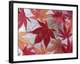 Japanese Maple Leaves Frozen in Water, Sammamish, Washington, USA-Darrell Gulin-Framed Photographic Print