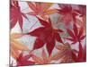 Japanese Maple Leaves Frozen in Water, Sammamish, Washington, USA-Darrell Gulin-Mounted Photographic Print