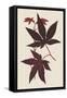 Japanese Maple Leaves I-Stroobant-Framed Stretched Canvas