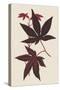 Japanese Maple Leaves I-Stroobant-Stretched Canvas