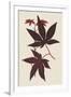 Japanese Maple Leaves I-Stroobant-Framed Art Print