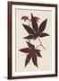 Japanese Maple Leaves I-Stroobant-Framed Art Print