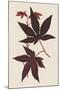 Japanese Maple Leaves I-Stroobant-Mounted Art Print