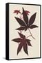 Japanese Maple Leaves I-Stroobant-Framed Stretched Canvas