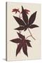 Japanese Maple Leaves I-Stroobant-Stretched Canvas