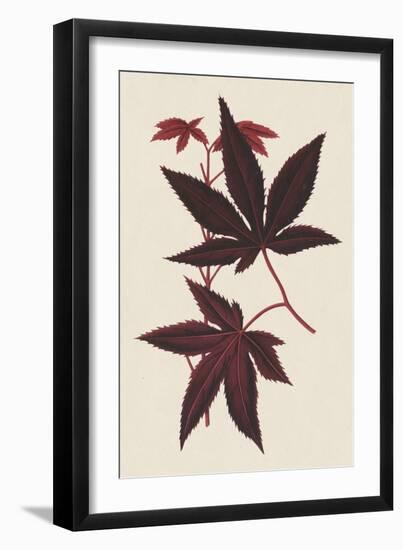 Japanese Maple Leaves I-Stroobant-Framed Art Print