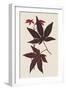 Japanese Maple Leaves I-Stroobant-Framed Art Print