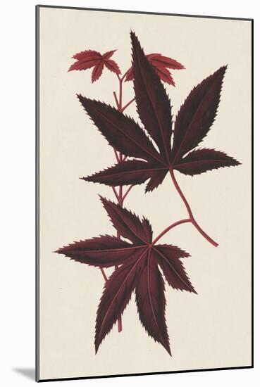 Japanese Maple Leaves I-Stroobant-Mounted Art Print