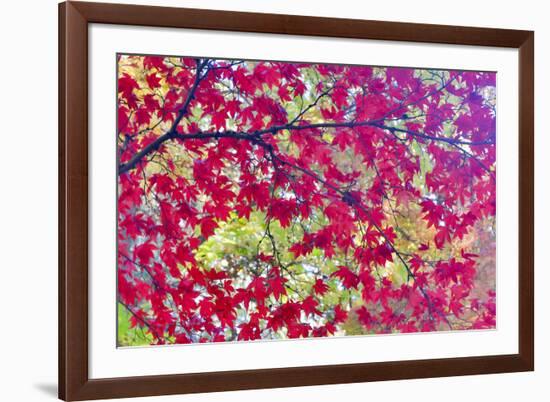 Japanese Maple leaves in Autumn-Darrell Gulin-Framed Photographic Print