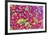 Japanese Maple leaves in Autumn-Darrell Gulin-Framed Photographic Print